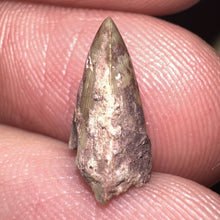 Load image into Gallery viewer, Dimetrodon Fossil Tooth .48 Inches
