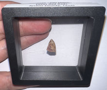 Load image into Gallery viewer, Dimetrodon Fossil Tooth .48 Inches
