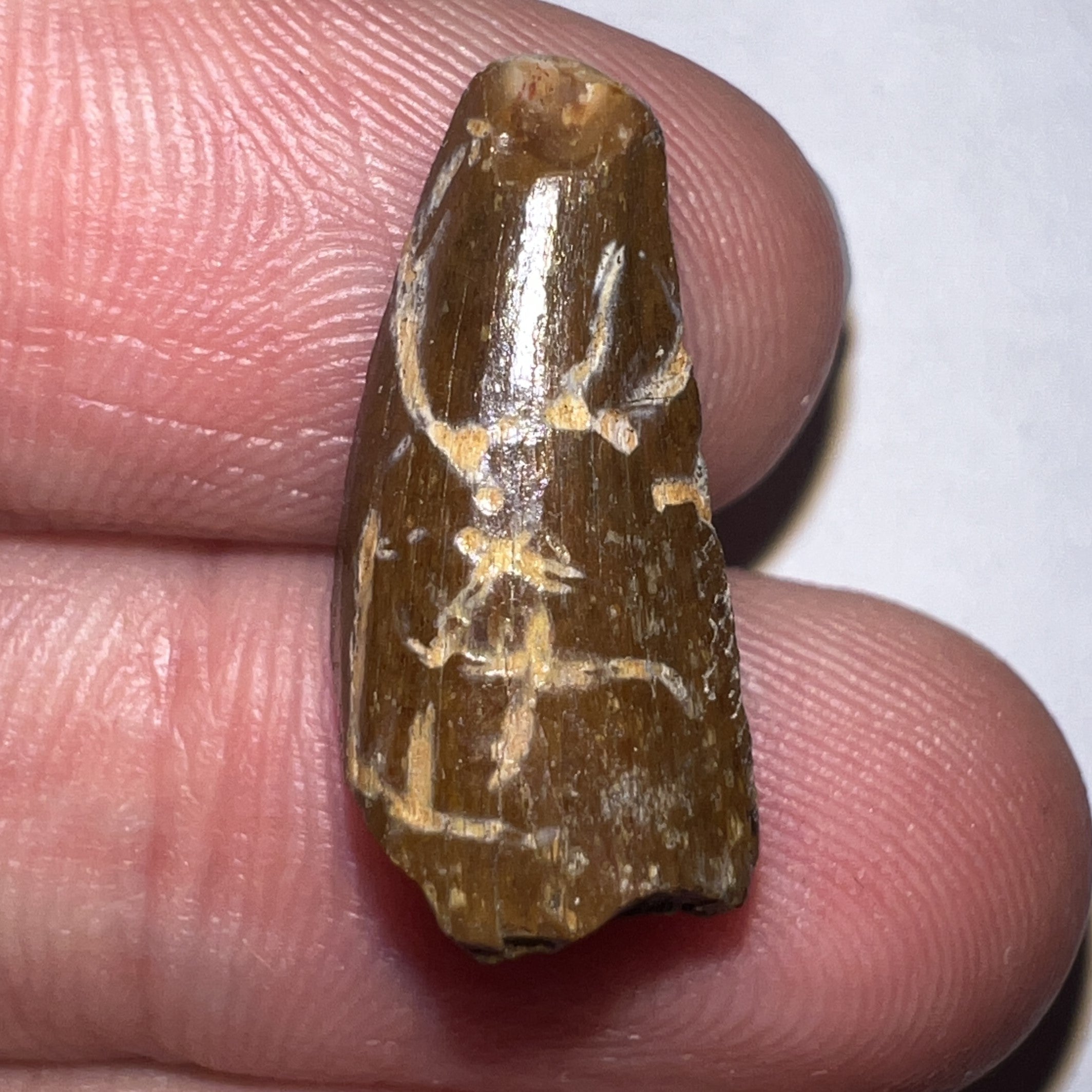 Large Dimetrodon Fossil Tooth .79 Inches