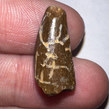 Load image into Gallery viewer, Large Dimetrodon Fossil Tooth .79 Inches
