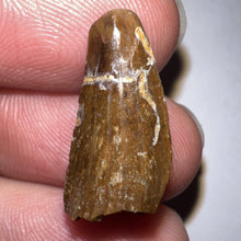 Load image into Gallery viewer, Large Dimetrodon Fossil Tooth .79 Inches
