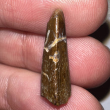 Load image into Gallery viewer, Large Dimetrodon Fossil Tooth .79 Inches
