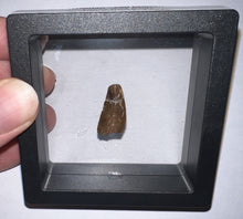 Load image into Gallery viewer, Large Dimetrodon Fossil Tooth .79 Inches
