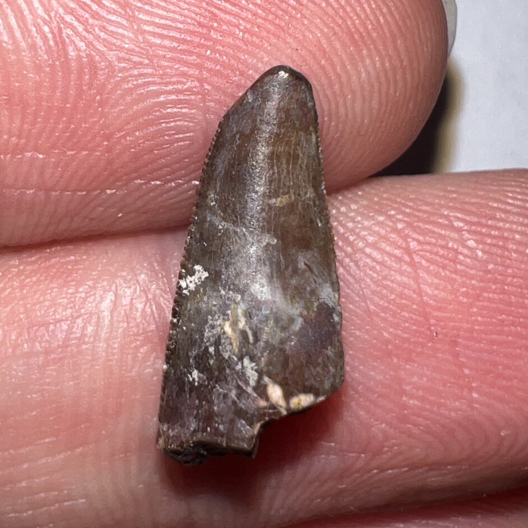 Large Dimetrodon Fossil Tooth .67 Inches Great Serrations!