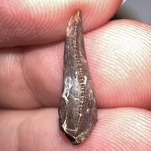 Load image into Gallery viewer, Large Dimetrodon Fossil Tooth .67 Inches Great Serrations!
