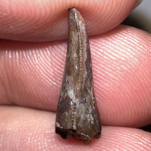 Load image into Gallery viewer, Large Dimetrodon Fossil Tooth .67 Inches Great Serrations!
