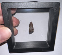 Load image into Gallery viewer, Large Dimetrodon Fossil Tooth .67 Inches Great Serrations!
