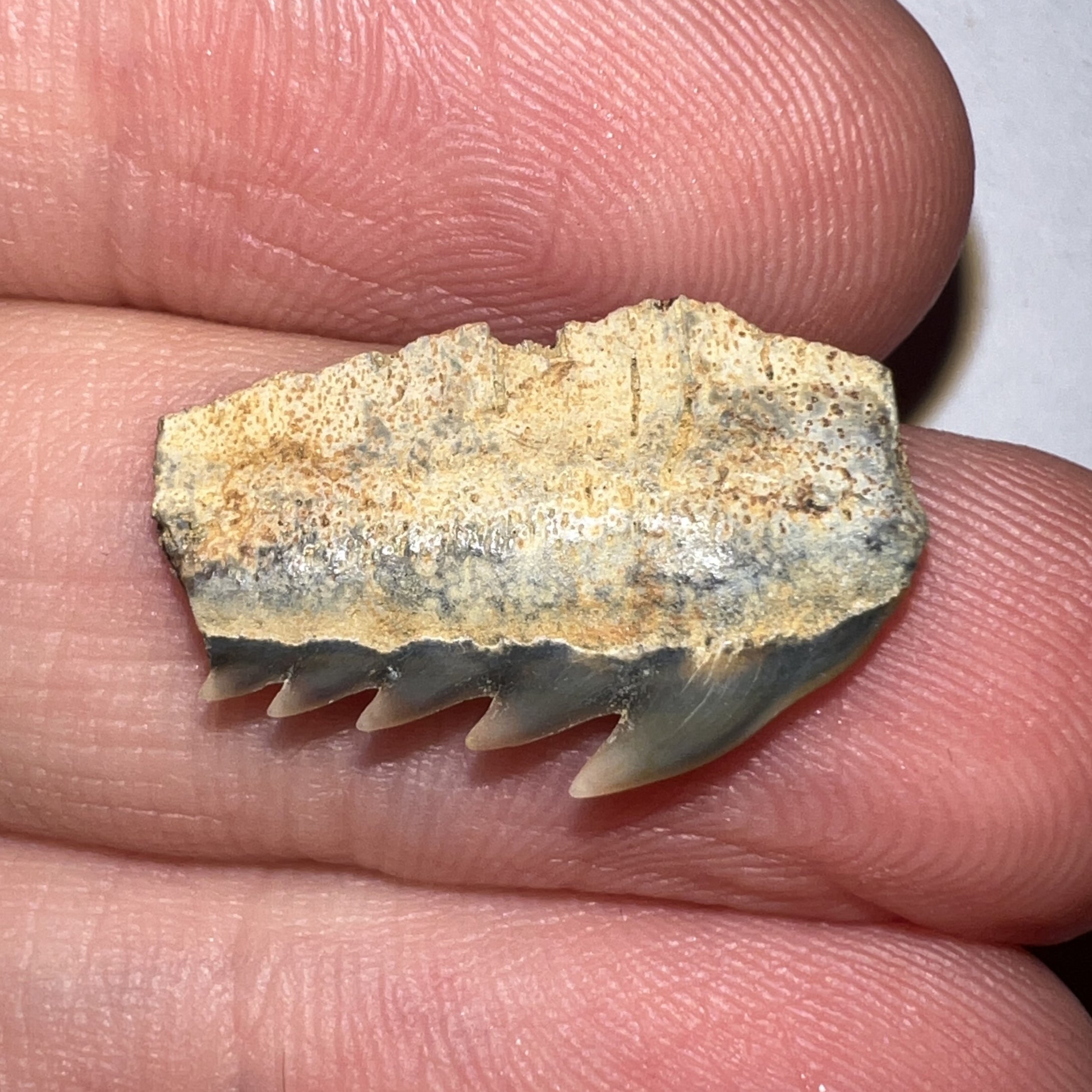 Fossil Sevengill Shark Tooth .78 Inches