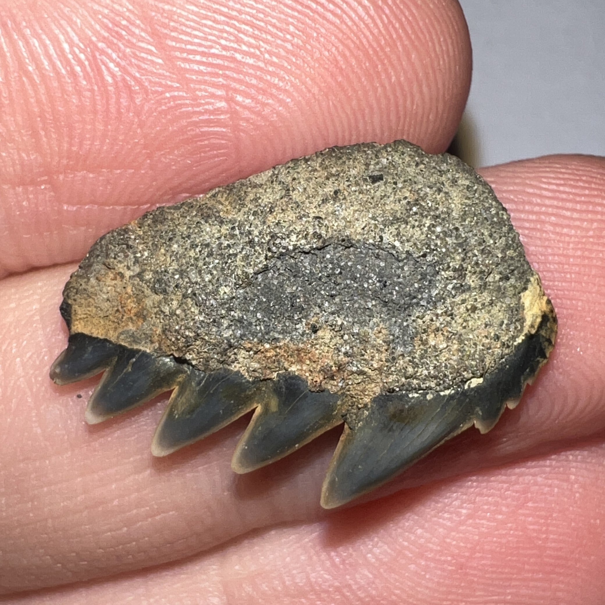 Fossil Sevengill Shark Tooth .88 Inches