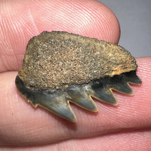 Load image into Gallery viewer, Fossil Sevengill Shark Tooth .88 Inches
