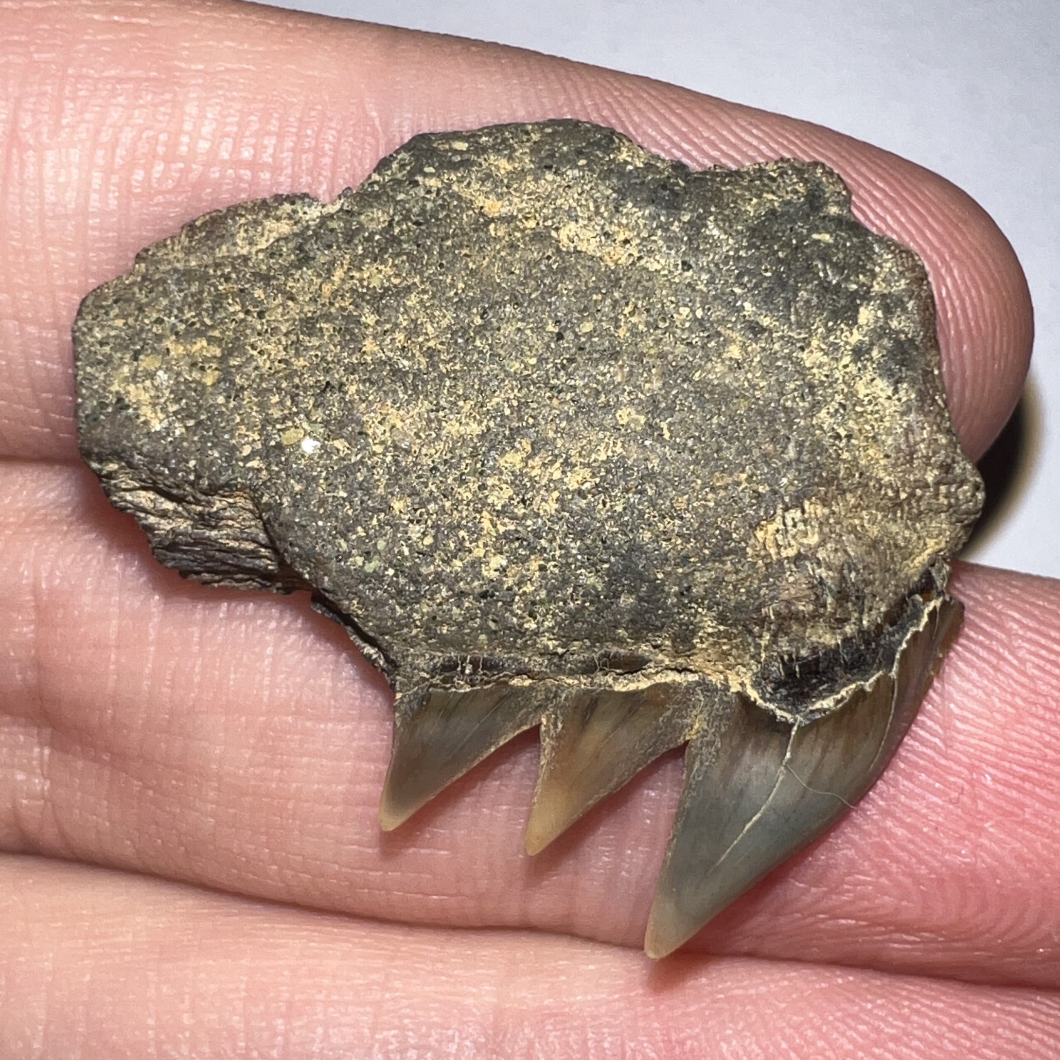 Large Fossil Sevengill Shark Tooth 1.18 Inches