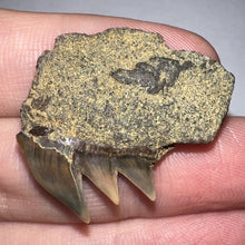 Load image into Gallery viewer, Large Fossil Sevengill Shark Tooth 1.18 Inches
