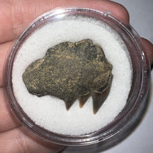 Load image into Gallery viewer, Large Fossil Sevengill Shark Tooth 1.18 Inches
