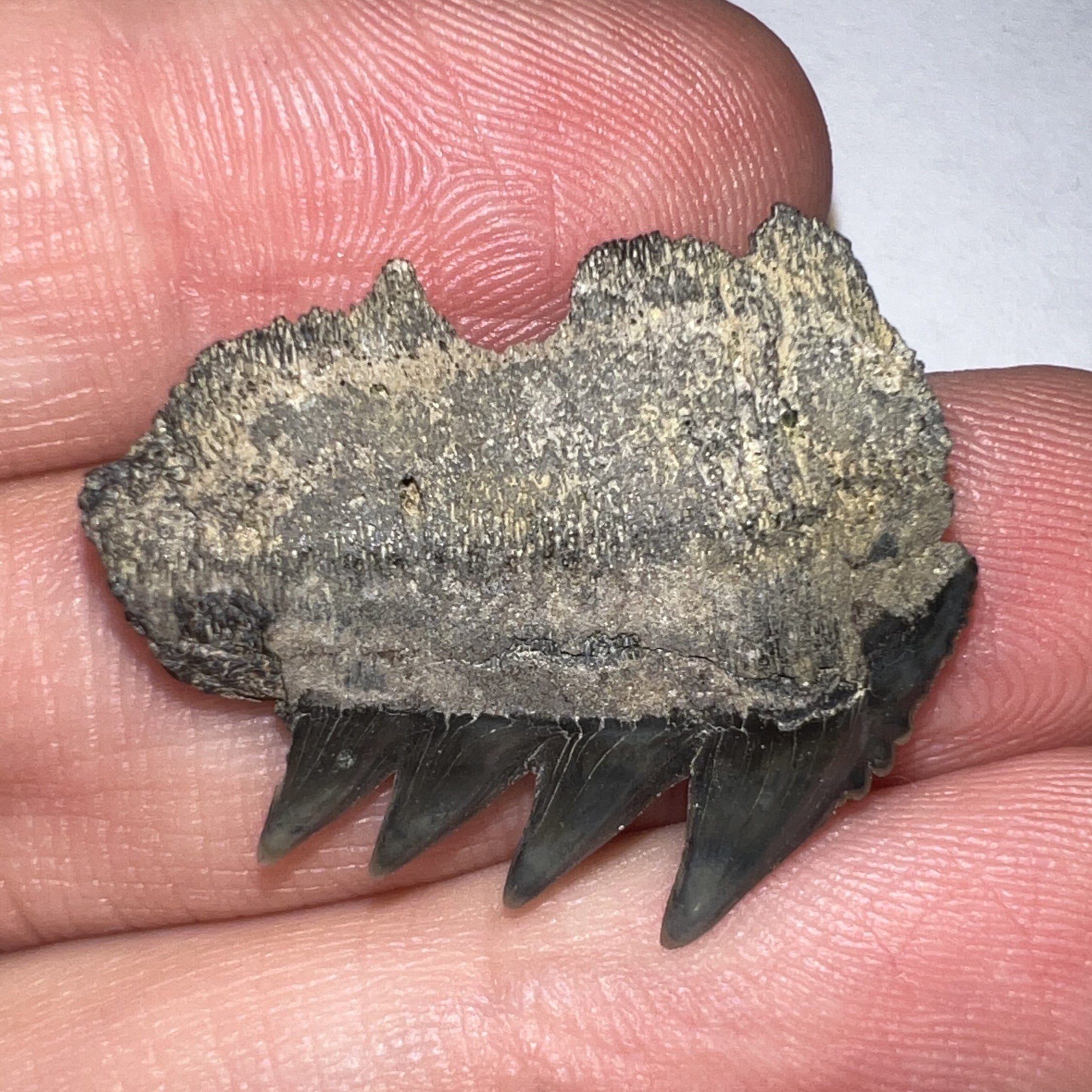 Large Fossil Sevengill Shark Tooth 1.07 Inches