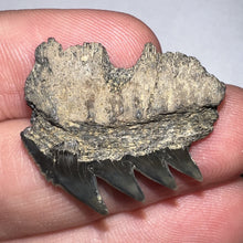 Load image into Gallery viewer, Large Fossil Sevengill Shark Tooth 1.07 Inches
