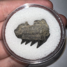 Load image into Gallery viewer, Large Fossil Sevengill Shark Tooth 1.07 Inches
