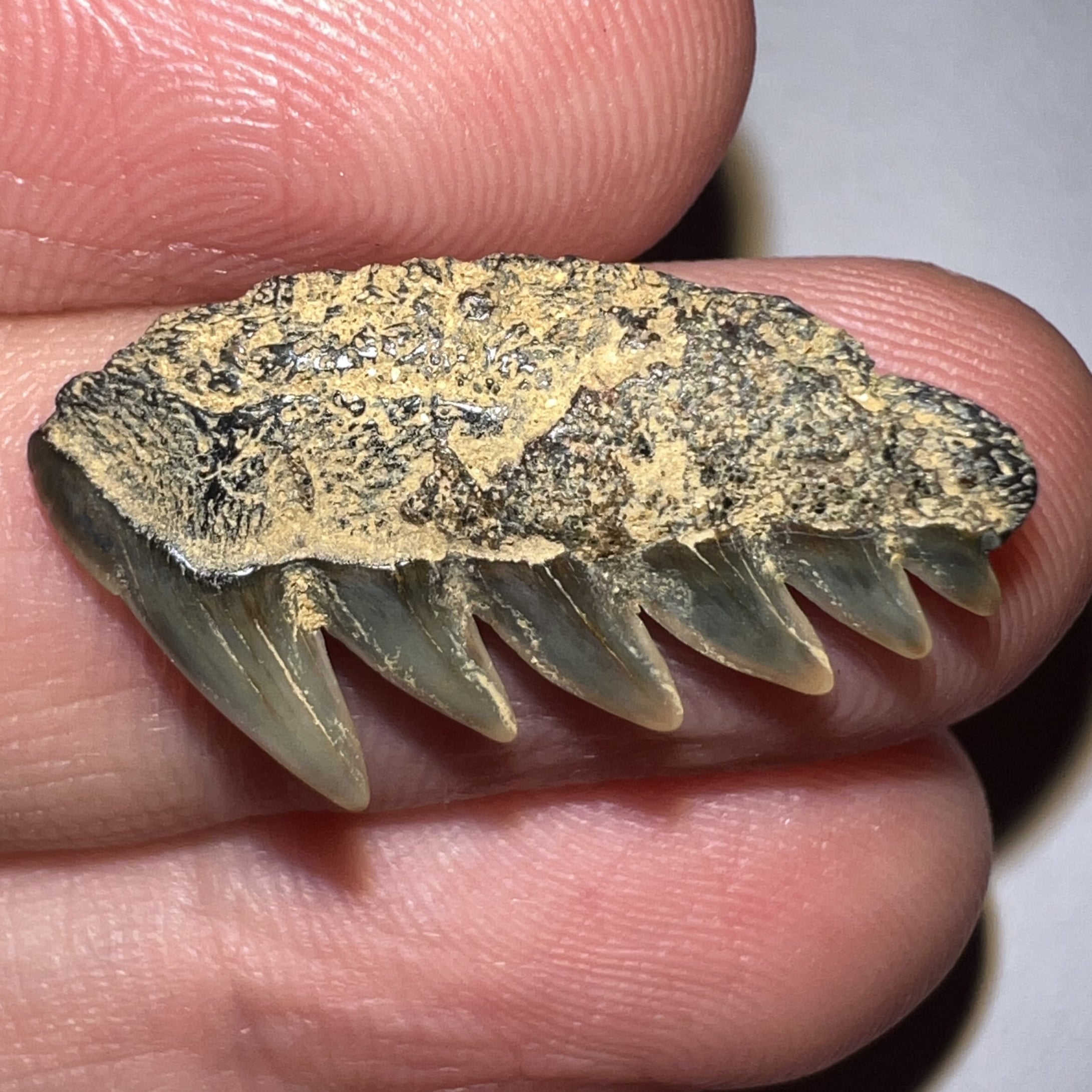 Large Fossil Sevengill Shark Tooth .97 Inches