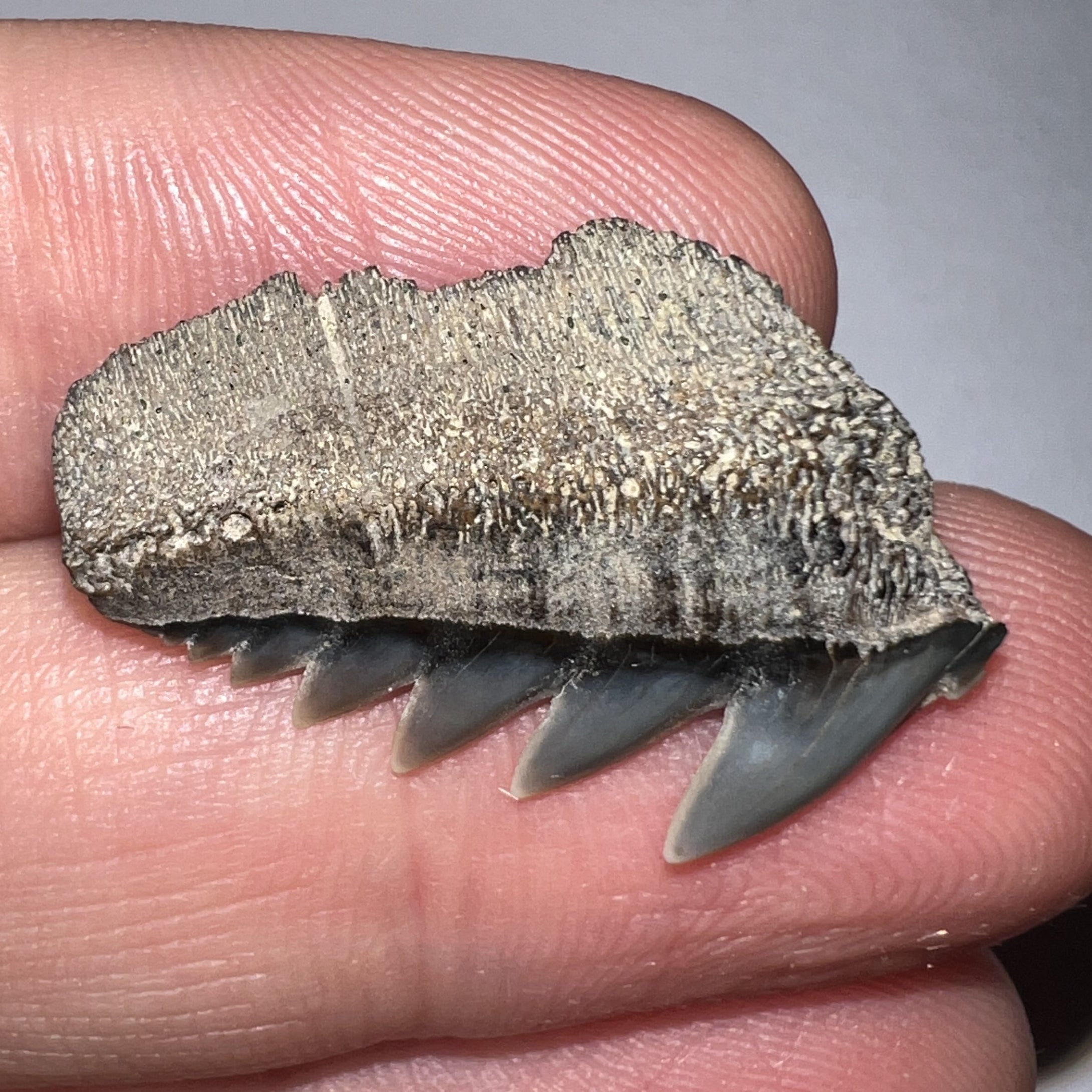 Large Fossil Sevengill Shark Tooth 1.04 Inches