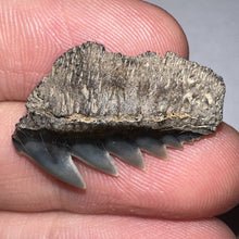 Load image into Gallery viewer, Large Fossil Sevengill Shark Tooth 1.04 Inches
