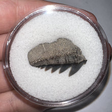 Load image into Gallery viewer, Large Fossil Sevengill Shark Tooth 1.04 Inches
