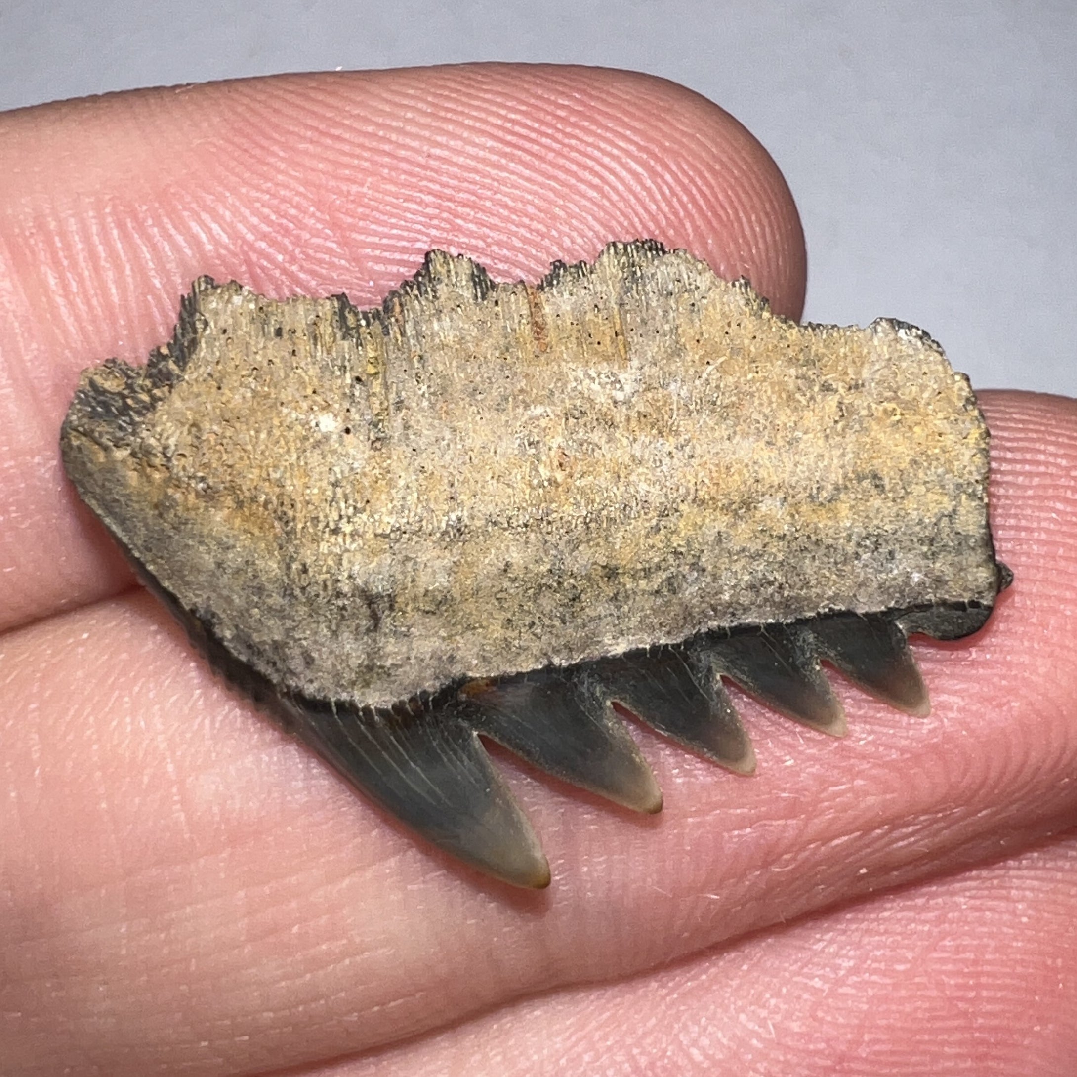 Large Fossil Sevengill Shark Tooth 1.11 Inches