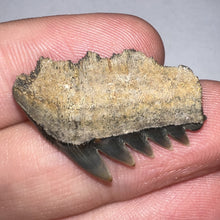 Load image into Gallery viewer, Large Fossil Sevengill Shark Tooth 1.11 Inches
