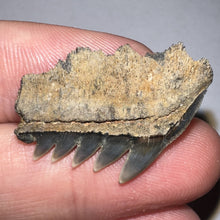 Load image into Gallery viewer, Large Fossil Sevengill Shark Tooth 1.11 Inches
