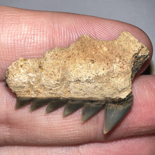 Load image into Gallery viewer, Large Fossil Sevengill Shark Tooth 1.27 Inches
