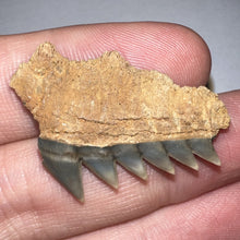 Load image into Gallery viewer, Large Fossil Sevengill Shark Tooth 1.27 Inches
