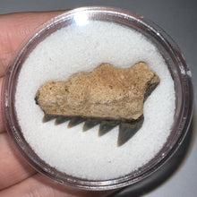 Load image into Gallery viewer, Large Fossil Sevengill Shark Tooth 1.27 Inches
