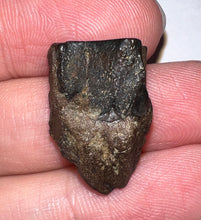Load image into Gallery viewer, Framed Huge Triceratops type Ceratopsian Tooth .89 Inches
