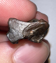 Load image into Gallery viewer, Framed Huge Triceratops type Ceratopsian Tooth .89 Inches
