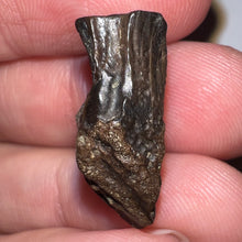 Load image into Gallery viewer, Framed Huge Triceratops type Ceratopsian Tooth .89 Inches
