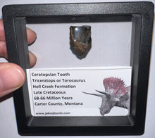 Load image into Gallery viewer, Framed Huge Triceratops type Ceratopsian Tooth .89 Inches
