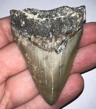 Load image into Gallery viewer, Megalodon Fossil Shark Tooth 2.65 Inches! Not Repaired!
