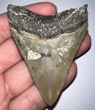 Load image into Gallery viewer, Megalodon Fossil Shark Tooth 2.65 Inches! Not Repaired!
