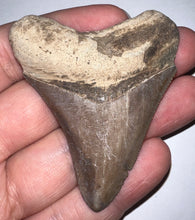 Load image into Gallery viewer, Megalodon Fossil Shark Tooth 2.51 Inches! Not Repaired!

