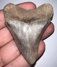 Load image into Gallery viewer, Megalodon Fossil Shark Tooth 2.51 Inches! Not Repaired!
