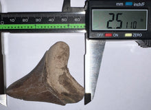Load image into Gallery viewer, Megalodon Fossil Shark Tooth 2.51 Inches! Not Repaired!

