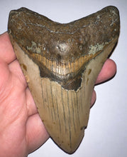 Load image into Gallery viewer, Large Megalodon Fossil Shark Tooth 4.36 Inches! Not Repaired!
