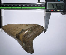 Load image into Gallery viewer, Large Megalodon Fossil Shark Tooth 4.36 Inches! Not Repaired!
