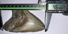 Load image into Gallery viewer, Huge Megalodon Fossil Shark Tooth 4.64 Inches! Not Repaired!
