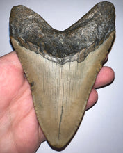 Load image into Gallery viewer, Huge Megalodon Fossil Shark Tooth 4.57 Inches! Not Repaired!
