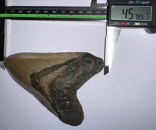 Load image into Gallery viewer, Huge Megalodon Fossil Shark Tooth 4.57 Inches! Not Repaired!
