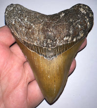 Load image into Gallery viewer, Large Megalodon Fossil Shark Tooth 4.21 Inches! Not Repaired!
