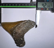 Load image into Gallery viewer, Large Megalodon Fossil Shark Tooth 4.21 Inches! Not Repaired!
