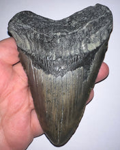 Load image into Gallery viewer, Huge Megalodon Fossil Shark Tooth 4.8 Inches! Not Repaired!
