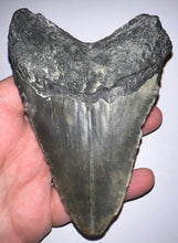 Load image into Gallery viewer, Huge Megalodon Fossil Shark Tooth 4.8 Inches! Not Repaired!
