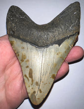 Load image into Gallery viewer, Huge Megalodon Fossil Shark Tooth 4.52 Inches! Not Repaired!
