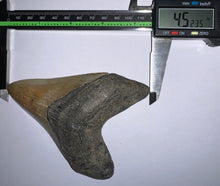 Load image into Gallery viewer, Huge Megalodon Fossil Shark Tooth 4.52 Inches! Not Repaired!
